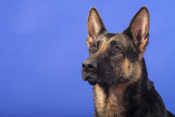 Deutscher Schäferhund Portrait