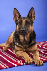 Deutscher Schäferhund auf Decke