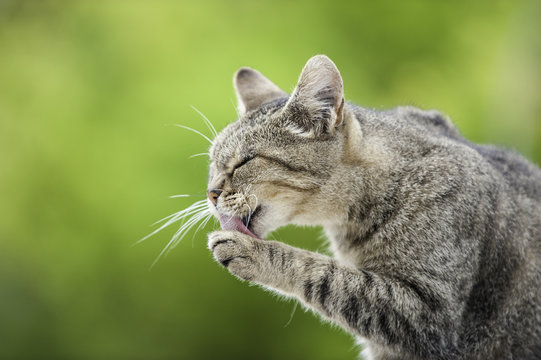 Katzenw&auml;sche