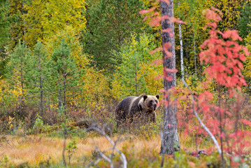 Wildflife photo of large brown bear (Ursus arctos) in his natural environment in northern Finland - Scandinavia in autumn forest, lake and colorful grass