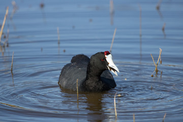 Red-Dotted Coot