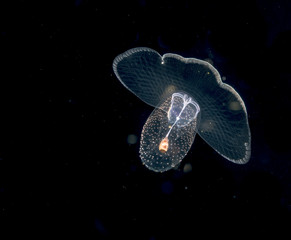 Fototapeta premium Image of animal known as a sea butterfly