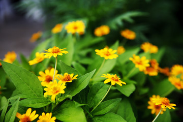 Yellow flowers background.