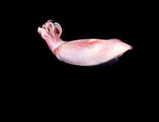 Image of a Squid at night in the ocean.