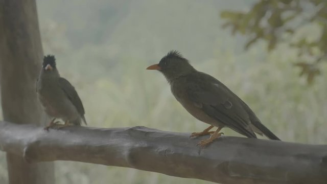 Bulbul Birds Seychelles