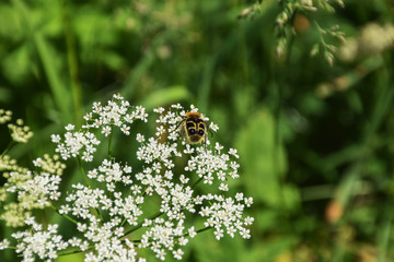 Looks like bee, but not a bee