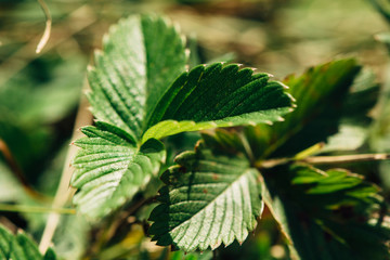 Green leaves of strawberries in the home garden.