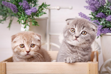 Fototapeta na wymiar Couple of cute cats in a wooden box. Lavender flowers in the background