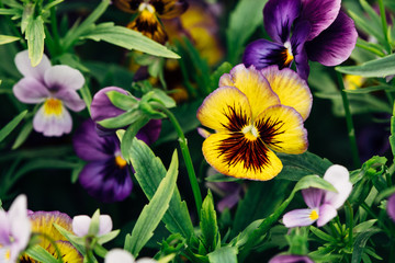 Wittrockiana. Pansy. Garden Yellow violet close-up.