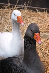 Oies blanche et noire