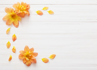 background with flowers dahlias