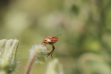 Spiare una cimice