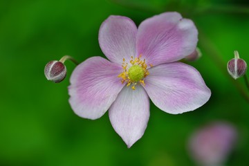 Fototapeta na wymiar Pale pink Japanese anemone flower in bloom