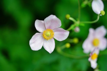 Pale pink Japanese anemone flower in bloom