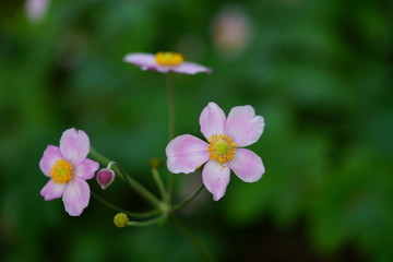 Obraz na płótnie Canvas Pale pink Japanese anemone flower in bloom