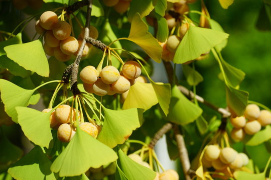 Green fan-shaped leaves and yellow nuts of the ginkgo biloba tree