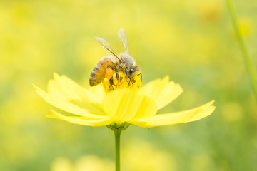 Honeybee collects honey on the yellow flower of sulfur cosmos.