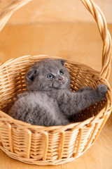 Gay color Scottish fold cat in a wicker basket