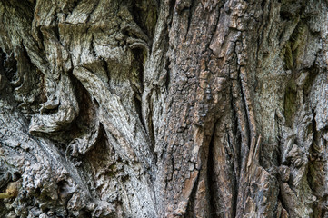 Holzstruktur