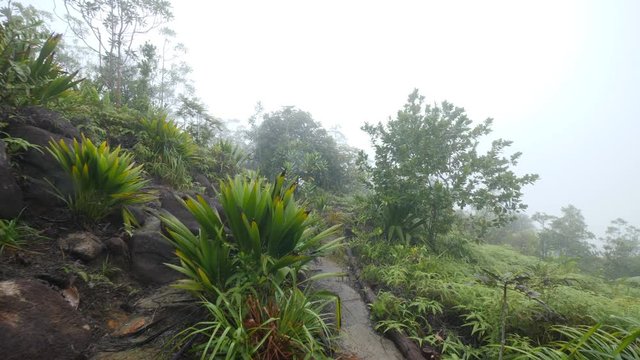 Tea Plantation Foggy