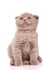 Small Scottish fold kitten