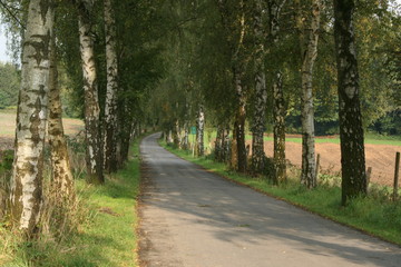 Fototapeta premium Birkenallee 1