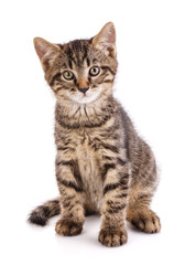 Cat poster. pet.