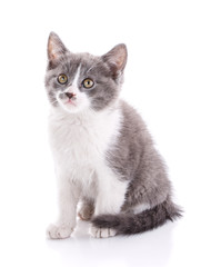 Cat. Cat from the street.