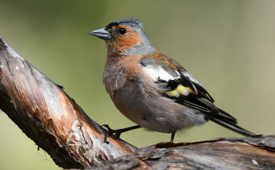 Common chaffinch (Fringilla coelebs)
