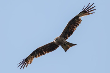 Black Kite
