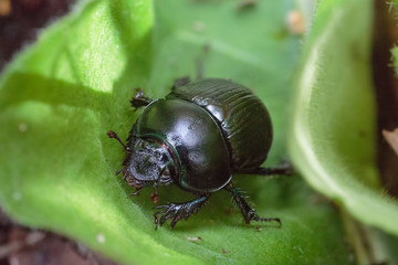 Leaf beetle