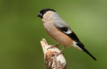 Bullfinch (Pyrrhula pyrrhula)