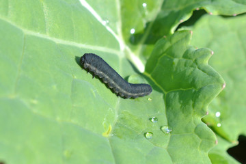 Lave de tenthrède de la rave sur colza