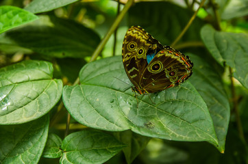 Mindo in Ecuador, a perfect spot to see some beautiful butterflies, posing over a green leafs, in Mindo