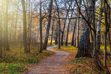 A winding path in the autumn forest, a sunny day, fallen leaves