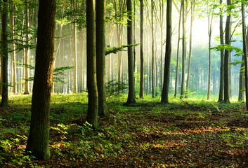 Morning in the forest