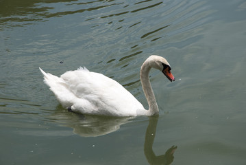 White Swans are swimming