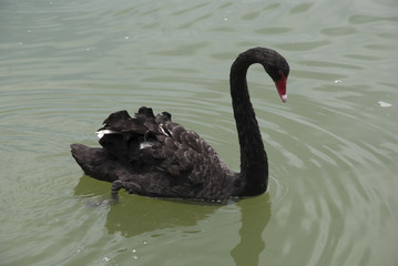 Black swans are swimming
