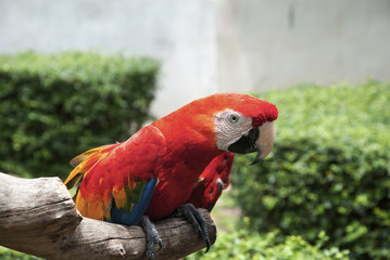 Red Macaw parrot island