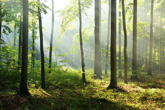 Fototapeta Morning in the forest
