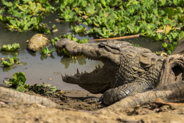 The sacred crocodiles of Amani village, Mali