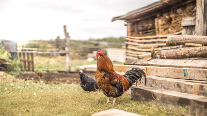 bright cock in the village