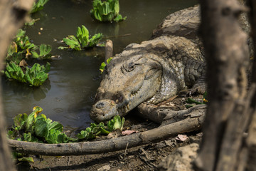The sacred crocodiles of Amani village, Mali
