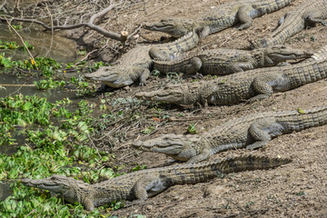 The sacred crocodiles of Amani village, Mali