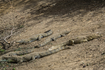 Crocodiles in the sacred pond, Amani, Mali