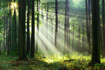 Fototapeta premium Poranek w lesie