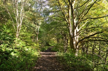Fototapeta premium A hiking trail in the English Peak District.