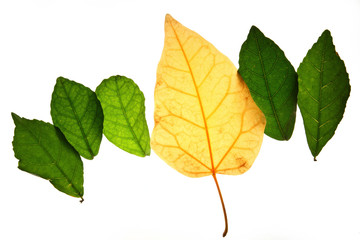 Obraz premium Creative layout of color autumn leaves,concept of change age skin and healthy