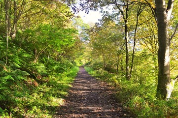 Obraz premium A hiking trail in the English Peak District.