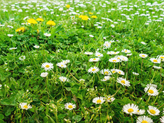 G&auml;nsebl&uuml;mchen